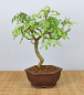 Preview: Bonsai Indoor, Arabische Akazie (Vachellia nilotica, Acacia arabica)