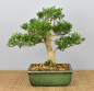 Preview: Bonsai Indoor, Chinesischer Buchsbaum (Buxus harlandii)