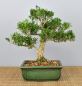 Preview: Bonsai Indoor, Chinesischer Buchsbaum (Buxus harlandii)