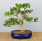 Preview: Bonsai Indoor, Chinesischer Buchsbaum (Buxus harlandii)