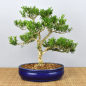 Preview: Bonsai Indoor, Chinesischer Buchsbaum (Buxus harlandii)