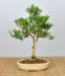 Preview: Bonsai Indoor, Chinesischer Buchsbaum (Buxus harlandii)