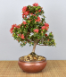 Preview: Bonsai Outdoor, Japanische Azalee (Rhododendron indicum)