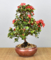 Preview: Bonsai Outdoor, Japanische Azalee (Rhododendron indicum)