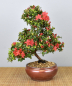 Preview: Bonsai Outdoor, Japanische Azalee (Rhododendron indicum)