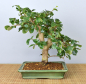 Preview: Bonsai Indoor, Acerola- oder Barbados-Kirsche (Malphigia emarginata)