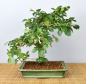 Preview: Bonsai Indoor, Acerola- oder Barbados-Kirsche (Malphigia emarginata)