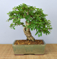 Preview: Bonsai Indoor, Fukientee (Carmona microphylla)