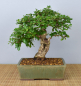 Preview: Bonsai Indoor, Fukientee (Carmona microphylla)