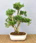Preview: Bonsai Indoor, Chinesischer Buchsbaum (Buxus harlandii)