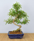 Preview: Bonsai Indoor, Szechuanpfeffer (Zanthoxylum piperitum)