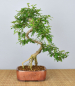 Preview: Bonsai Indoor, Szechuanpfeffer (Zanthoxylum piperitum)