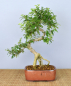 Preview: Bonsai Indoor, Szechuanpfeffer (Zanthoxylum piperitum)