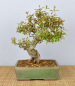 Preview: Bonsai Mediterran, Granatapfel (Punica granatum 'nejikan')