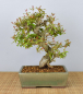 Preview: Bonsai Mediterran, Granatapfel (Punica granatum 'nejikan')