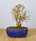 Preview: Bonsai Mediterran, Granatapfel (Punica granatum 'nana')
