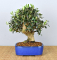 Preview: Bonsai Mediterran, Olive (Olea europaea)