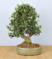 Preview: Bonsai Mediterran, Wildolive (Olea europaea 'sylvestris')