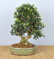 Preview: Bonsai Mediterran, Wildolive (Olea europaea 'sylvestris')