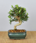 Preview: Bonsai Mediterran, Wildolive (Olea europaea 'sylvestris')