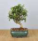 Preview: Bonsai Mediterran, Wildolive (Olea europaea 'sylvestris')
