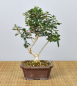 Preview: Bonsai Mediterran, Wildolive (Olea europaea 'sylvestris')