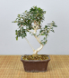 Preview: Bonsai Mediterran, Wildolive (Olea europaea 'sylvestris')
