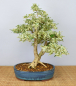Preview: Bonsai Indoor, Weißbunter Liguster (Ligustrum ovalifolium 'variegata')
