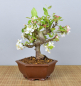 Preview: Bonsai Outdoor, Zierapfel (Malus sp.)