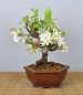 Preview: Bonsai Outdoor, Zierapfel (Malus sp.)