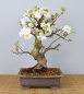 Preview: Bonsai Outdoor, Zierapfel (Malus sp.)