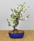 Preview: Bonsai Outdoor, Filzkirsche (Prunus tomentosa)