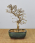Preview: Bonsai Outdoor, Koreanische Hainbuche (Carpinus turczaninowii)