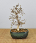 Preview: Bonsai Outdoor, Koreanische Hainbuche (Carpinus turczaninowii)