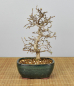 Preview: Bonsai Outdoor, Koreanische Hainbuche (Carpinus turczaninowii)