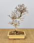 Preview: Bonsai Outdoor, Koreanische Hainbuche (Carpinus turczaninowii)