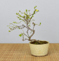 Preview: Bonsai Outdoor, Sabia Japonica