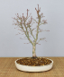 Preview: Bonsai Outdoor, Roter Fächerahorn (Acer palmatum 'yukihime')