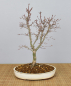 Preview: Bonsai Outdoor, Roter Fächerahorn (Acer palmatum 'yukihime')