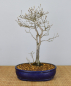 Preview: Bonsai Mediterran, Kakipflaume (Diospyros kaki)