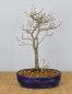 Preview: Bonsai Mediterran, Kakipflaume (Diospyros kaki)
