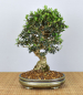 Preview: Bonsai Mediterran, Wildolive (Olea europaea 'sylvestris')