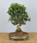 Preview: Bonsai Mediterran, Wildolive (Olea europaea 'sylvestris')