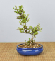 Preview: Bonsai Outdoor, Zierquitte (Chaenomeles)