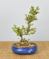 Preview: Bonsai Outdoor, Zierquitte (Chaenomeles)
