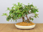 Preview: Bonsai Indoor, Indische Azalee oder Zimmerazalee (Rhododendron simsii)