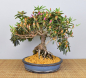 Preview: Bonsai Indoor, Indische Azalee oder Zimmerazalee (Rhododendron simsii)