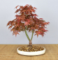 Preview: Bonsai Outdoor, Roter Fächerahorn (Acer palmatum 'deshojo')