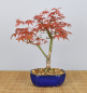 Preview: Bonsai Outdoor, Roter Fächerahorn (Acer palmatum 'deshojo')