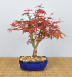 Preview: Bonsai Outdoor, Roter Fächerahorn (Acer palmatum 'deshojo')